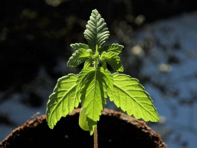 marijuana-leaf-1024x768